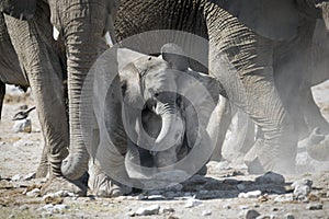 Two elephant calfÃ¢â¬â¢s